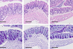 Histological analysis of colon.